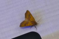 Atethmia centrago