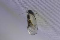 Cilix glaucata
