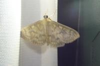 Patania ruralis