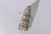 Dioryctria
