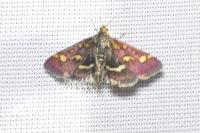 Pyrausta purpuralis