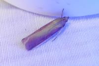 Oncocera semirubella