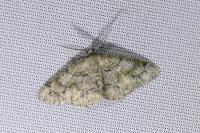 Cleorodes lichenaria