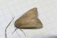 Mythimna unipuncta