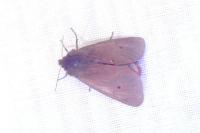 Phragmatobia fuliginosa
