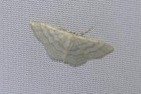Idaea subsericeata