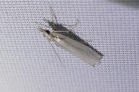 Crambus pascuella