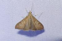 Antigastra catalaunalis