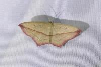 Timandra comae