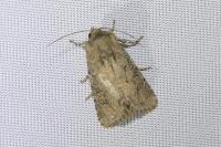 Luperina testacea