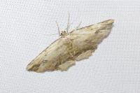 Menophra abruptaria