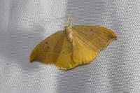 Watsonalla binaria/uncinula