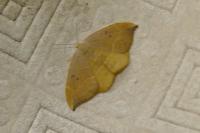 Watsonalla binaria