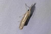 Agriphila geniculea