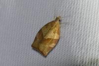 Pandemis heparana