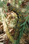 Hyles euphorbiae