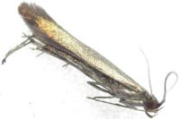 Coleophora trifolii