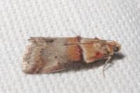 Acrobasis tumidana