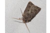 Agrotis bigramma