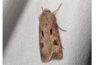 Agrotis exclamationis
