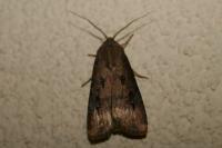 Agrotis ipsilon