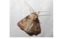 Agrotis puta