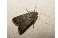 Agrotis segetum