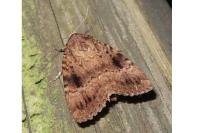 Amphipyra pyramidea