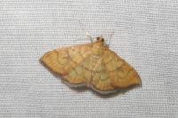 Anania verbascalis