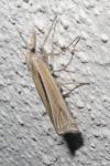 Ancylolomia tentaculella