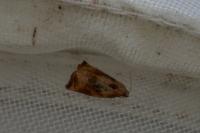 Archips podana