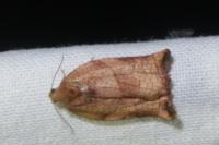 Archips podana
