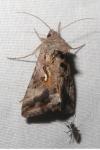 Autographa gamma