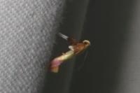 Caloptilia robustella