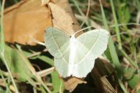 Campaea margaritaria