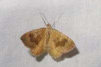 Camptogramma bilineata