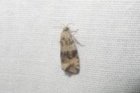 Celypha lacunana
