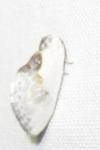 Cilix glaucata