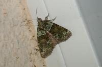 Cryphia algae
