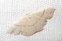 Cyclophora punctaria