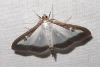 Cydalima perspectalis