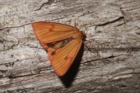 Diacrisia sannio