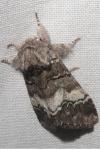 Drymonia querna