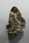 Epirrhoe alternata