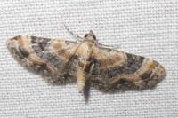 Eupithecia linariata