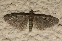 Eupithecia virgaureata