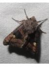 Euplexia lucipara