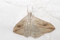 Evergestis forficalis