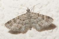 Gymnoscelis rufifasciata