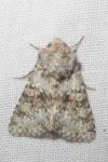 Hecatera dysodea